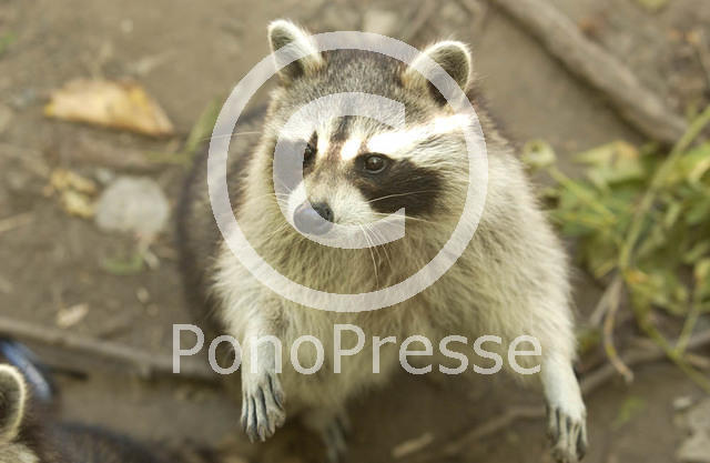 Racoon