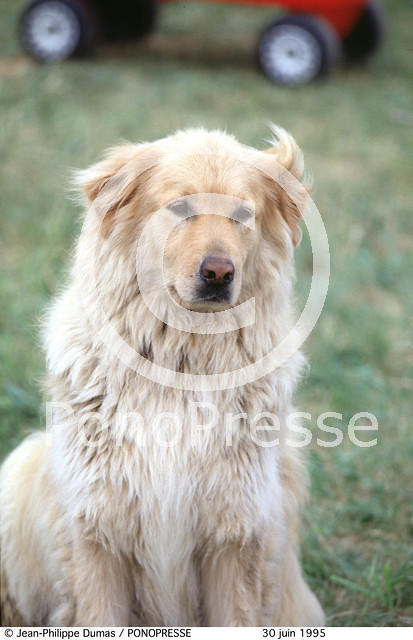 Golden-Retriever