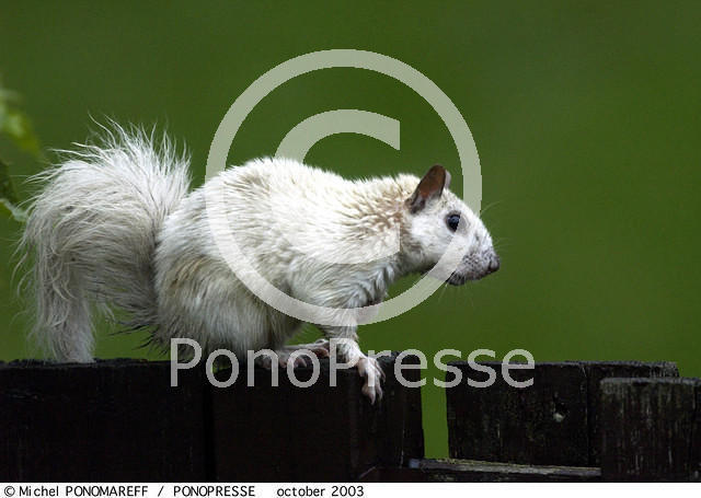 33-Albino-Squirrel