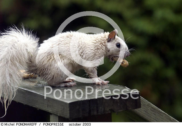 34-Albino-squirrel