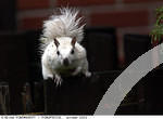 31-White Squirrel